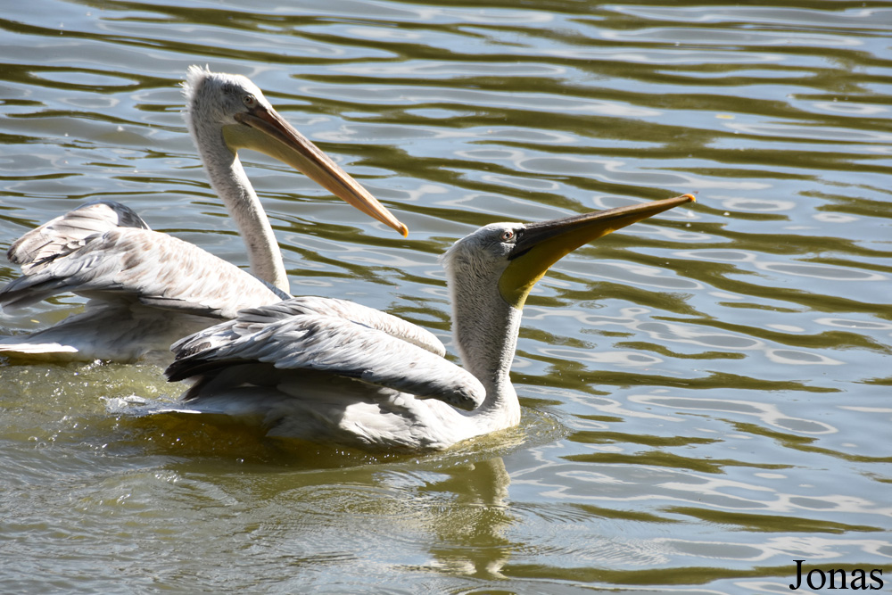 Parc Animalier de Sainte-Croix