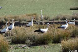 Parc Animalier de Sainte-Croix