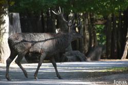 Parc Animalier de Sainte-Croix