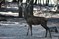 Parc Animalier de Sainte-Croix