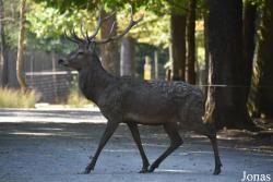 Parc Animalier de Sainte-Croix
