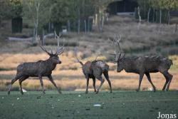 Parc Animalier de Sainte-Croix