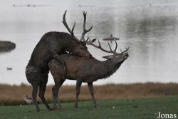 Parc Animalier de Sainte-Croix