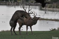 Parc Animalier de Sainte-Croix