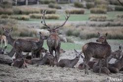 Parc Animalier de Sainte-Croix