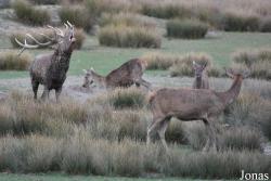 Parc Animalier de Sainte-Croix