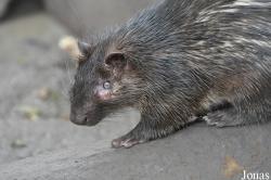 Hystricidae
