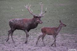 Parc Animalier de Sainte-Croix