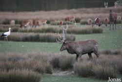 Parc Animalier de Sainte-Croix