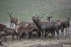 Parc Animalier de Sainte-Croix