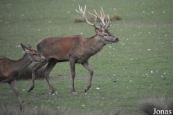 Parc Animalier de Sainte-Croix