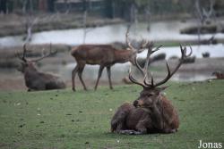 Parc Animalier de Sainte-Croix