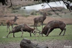 Parc Animalier de Sainte-Croix