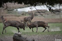 Parc Animalier de Sainte-Croix