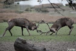 Parc Animalier de Sainte-Croix