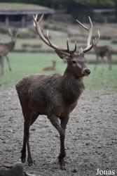 Parc Animalier de Sainte-Croix