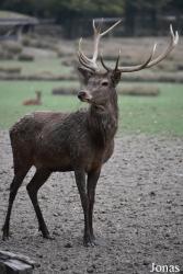 Parc Animalier de Sainte-Croix