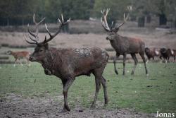 Parc Animalier de Sainte-Croix