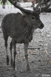 Parc Animalier de Sainte-Croix