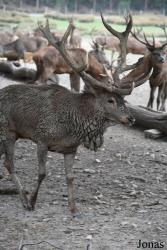 Parc Animalier de Sainte-Croix