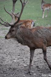 Parc Animalier de Sainte-Croix