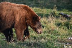 Parc Animalier de Sainte-Croix