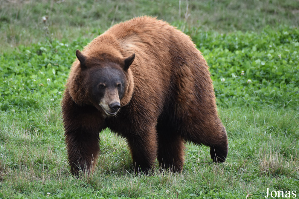 Parc Animalier de Sainte-Croix