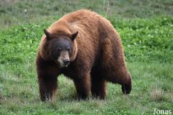 Parc Animalier de Sainte-Croix