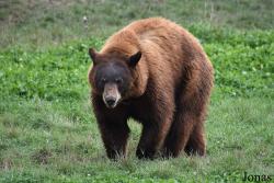 Parc Animalier de Sainte-Croix