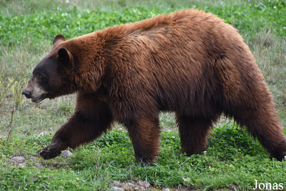 Parc Animalier de Sainte-Croix