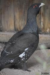 Parc Animalier de Sainte-Croix