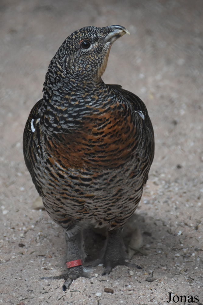 Parc Animalier de Sainte-Croix