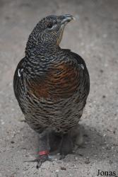 Parc Animalier de Sainte-Croix