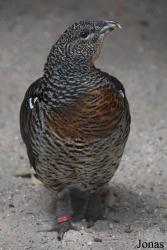 Parc Animalier de Sainte-Croix