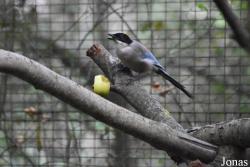 Parc Animalier de Sainte-Croix
