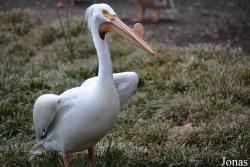 Brookfield Zoo