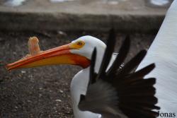 Brookfield Zoo