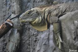 Cyclura collei