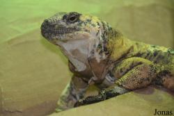 Sauromalus varius