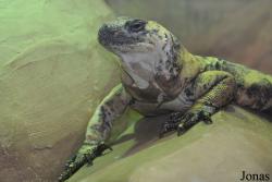 Brookfield Zoo