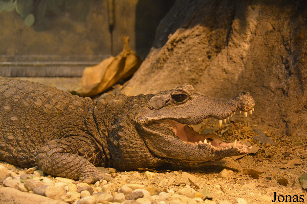 Brookfield Zoo