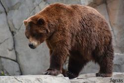 Ursus arctos sitkensis