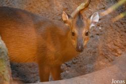 Brookfield Zoo