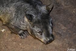 Brookfield Zoo