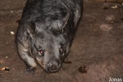 Brookfield Zoo