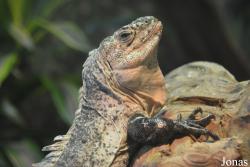 Brookfield Zoo