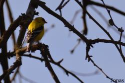 Spinus tristis tristis