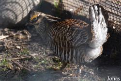 Phillips Park Zoo