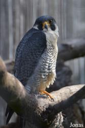 Phillips Park Zoo