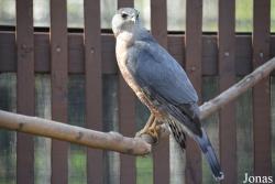 Phillips Park Zoo